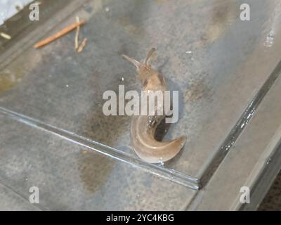 Baumschnecke (Lehmannia marginata) Mollusca Stockfoto