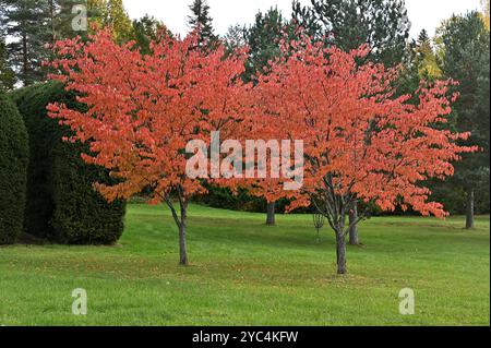 Dieses Foto zeigt zwei wunderschöne kleine Bäume mit leuchtenden rot-orangen Herbstblättern, die inmitten eines gepflegten grünen Rasens stehen. Das Gegenteil Stockfoto