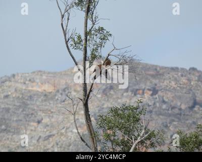 Rock Kestrel (Falco rupicolus) Aves Stockfoto