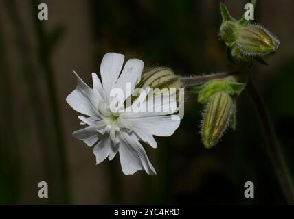 Ein Makrobild von White campion, Silene latifolia, das wild am Kanalrand wächst. Eine wunderschöne Blume, die wunderschön fokussiert ist. Unscharfer Hintergrund. Stockfoto