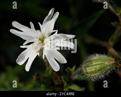 Ein Makrobild von White campion, Silene latifolia, das wild am Kanalrand wächst. Eine wunderschöne Blume, die wunderschön fokussiert ist. Unscharfer Hintergrund. Stockfoto