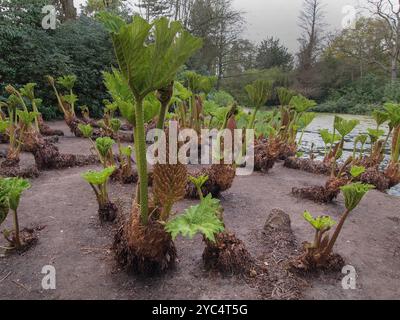 Eine gut fokussierte Nahaufnahme dieser beeindruckenden Pflanze, bekannt als brasilianischer Rhabarber, Riesenrhabarber oder Gunnera manicata. Er wurde im Tatton Park in Cheshire angebaut. Stockfoto