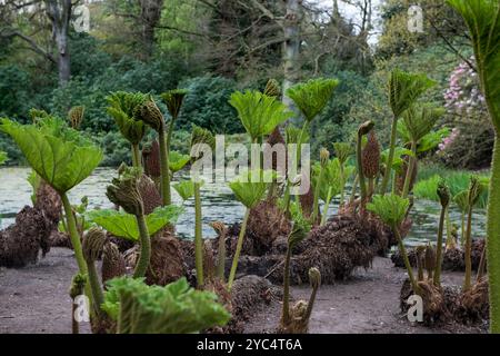 Eine gut fokussierte Nahaufnahme dieser beeindruckenden Pflanze, bekannt als brasilianischer Rhabarber, Riesenrhabarber oder Gunnera manicata. Er wurde im Tatton Park in Cheshire angebaut. Stockfoto