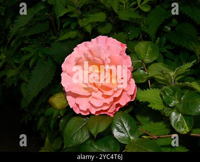 Eine einzelne hellpfirsichfarbene Teerose, Rosa Hybrida, vor einem üppig grünen, grünen Hintergrund. Nahaufnahme und gut fokussiert. Eine vollständig geöffnete Blume. Stockfoto