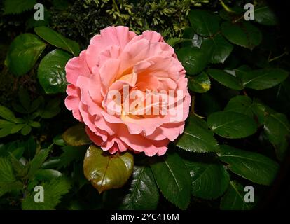 Eine einzelne hellpfirsichfarbene Teerose, Rosa Hybrida, vor einem üppig grünen, grünen Hintergrund. Nahaufnahme und gut fokussiert. Eine vollständig geöffnete Blume. Stockfoto