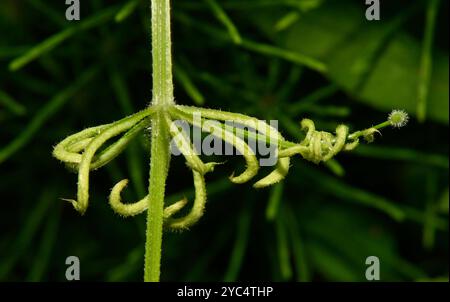 Ein Stamm von selbstgesäten Cleavers, Galium Aparine, der von einem Zaun herunterfiel, an dem er hing. Die Ranke sieht verwirrt aus. Blattknospen nicht vollständig geöffnet. Stockfoto