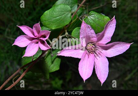 Clematis, asiatische Jungfrau, Clematis florida. Wunderschöne rosa Blumen vor einem natürlichen belaubten Hintergrund. Nahaufnahme und gut fokussiert. Stockfoto