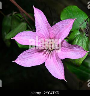 Clematis, asiatische Jungfrau, Clematis florida. Wunderschöne rosa Blumen vor einem natürlichen belaubten Hintergrund. Nahaufnahme und gut fokussiert. Stockfoto