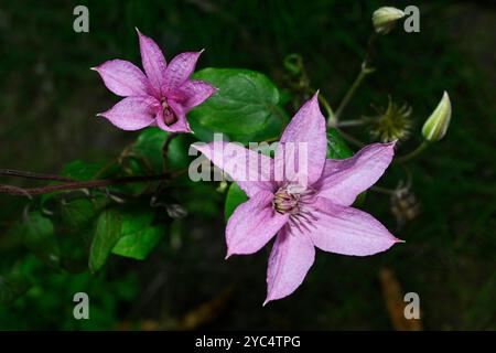 Clematis, asiatische Jungfrau, Clematis florida. Wunderschöne rosa Blumen vor einem natürlichen belaubten Hintergrund. Nahaufnahme und gut fokussiert. Stockfoto