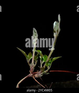 Clematis, asiatische Jungfrau, Clematis florida. Brandneue Aufnahmen im Freien mit schwarzem Hintergrund. Stockfoto