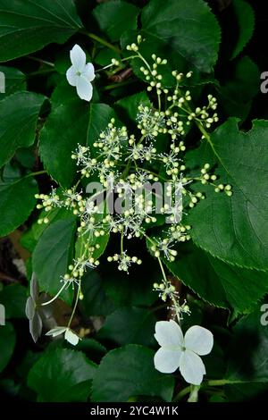 Eine kletternde Hortensie, die über einen Teil einer Garage wächst und durch mehrere Büsche hinaufwächst. Hortensie anomala. Produziert viele weiße Blumen im Sommer. Stockfoto