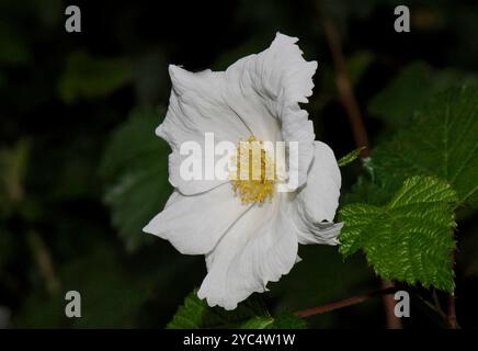 Eine einzelne weiße Cloudberry-Blüte vor einem natürlichen dunklen Hintergrund. Rubus shamaemorus, ein zart, detailliert und gut fokussiert. Nahaufnahme und schön. Stockfoto