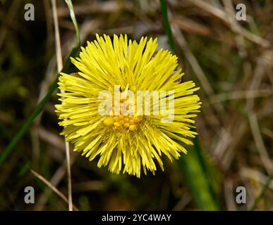 Eine einzige Coltsfoot-Blume, Tussilago farfara, fast vollständig geöffnet, vor einem natürlichen Hintergrund. Hellgelb, Nahaufnahme und sehr gut fokussiert. Stockfoto