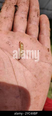 Conehead Termites (Nasutitermes) Insecta Stockfoto
