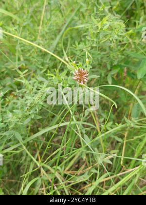 FeldKnoblauch (Allium oleraceum) Plantae Stockfoto