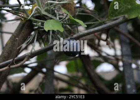Doppelblume Passionsblume (Passiflora biflora) Plantae Stockfoto