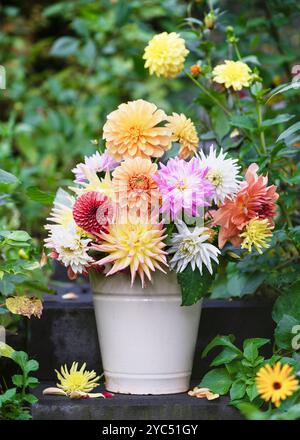 Gartenstilleben mit frischen bunten und verschiedenen Dahlienblüten in einem Eimer aus Pastelllackierung. Blumenarrangements oder Wohndekoration Stockfoto
