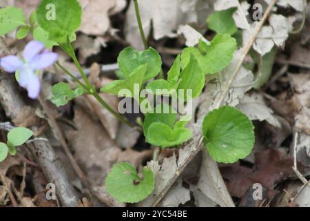 Labrador Violet (Viola labradorica) Plantae Stockfoto