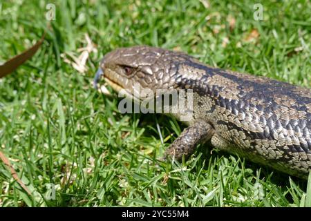 Geblockte Blauzungenkrankheit (Tiliqua nigrolutea) Reptilia Stockfoto