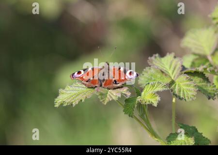 Peacock Butterfly männlich - Aglais io Stockfoto