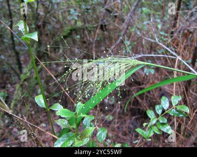 (Isachne mauritiana) Plantae Stockfoto