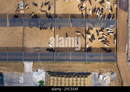 Kommerzielle Viehhaltung mit Fleischkühen im ländlichen Florida. Viehfütterung auf Futterplatz in den USA. Stockfoto