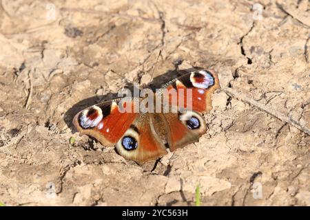 Pfauenschmetterling, der auf dem Boden ruht - Aglais io Stockfoto