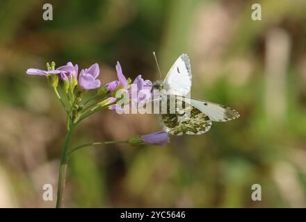 Orange Tip Schmetterling weibliche Nektarung auf Kuckuckblume - Anthocharis cardamines Stockfoto