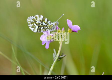 Orange Tip Schmetterling Weibchen mit geschlossenen Flügeln - Anthocharis cardamines Stockfoto