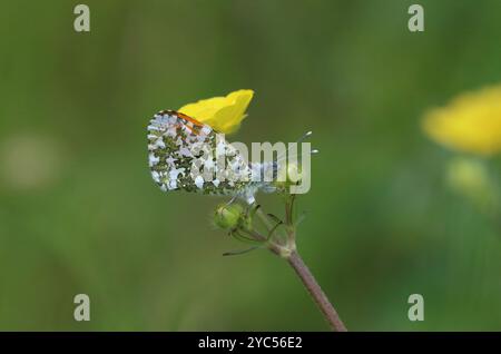 Orange Tip Schmetterling männlich mit geschlossenen Flügeln - Anthocharis cardamines Stockfoto