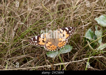 Malerin Schmetterling - Vanessa Cardui Stockfoto