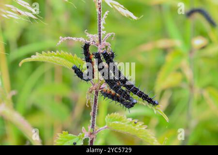 Pfau Schmetterling Raupen fressen auf Brennnessel - Aglais io Stockfoto