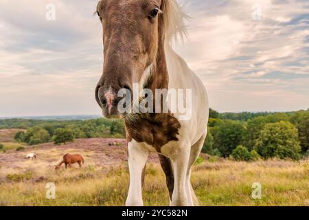 Kurioses Konik Pferd im niederländischen Nationalpark Veluwezoom an der Posbank in Rheden, Niederlande Stockfoto