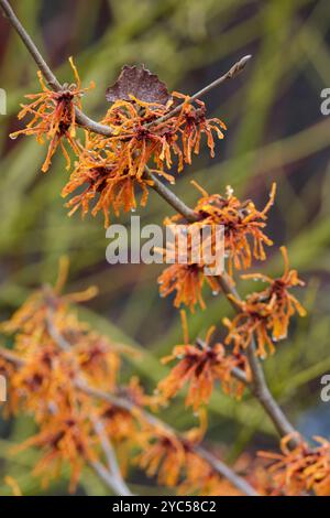 Hamamelis x intermedia Jelena, Hamamelis x intermedia Copper Beauty, kupferorange Blüten im Spätwinter Stockfoto