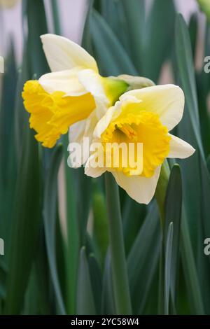 Daffodil Las Vegas, Narcissus Las Vegas, zweifarbig weiß/gelb, Trompete Narzissen im Spätwinter Stockfoto