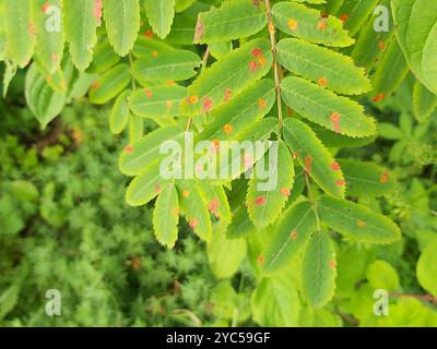 rowan Crown (Gymnosporangium cornutum) Pilze Stockfoto