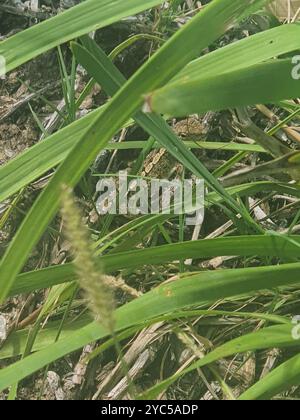 Jacky Dragon (Amphibolurus muricatus) Reptilia Stockfoto