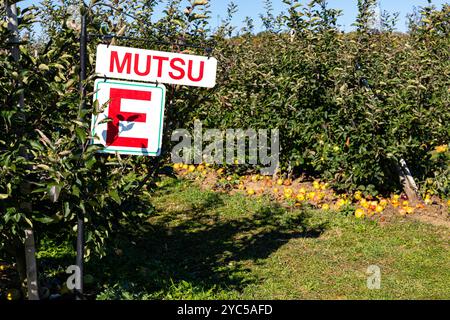 Mutsu-Äpfel auf einem Apfelbaum im Apfelgarten. Ontario Kanada. Stockfoto