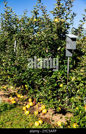 Mutsu-Äpfel auf einem Apfelbaum im Apfelgarten. Ontario Kanada. Stockfoto