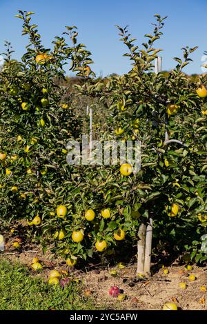 Mutsu-Äpfel auf einem Apfelbaum im Apfelgarten. Ontario Kanada. Stockfoto