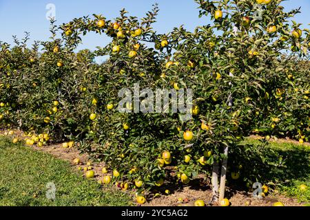 Mutsu-Äpfel auf einem Apfelbaum im Apfelgarten. Ontario Kanada. Stockfoto