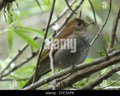 Rosafarbene Nachtigall-Soor (Catharus occidentalis) Aves Stockfoto