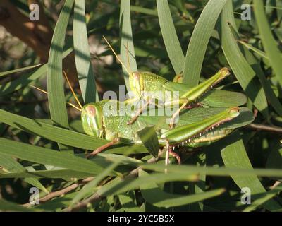 Große grüne Grasshopper (Chondracris rosea) Insecta Stockfoto