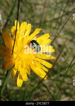 (Cryptocephalus sericeus) Insecta Stockfoto