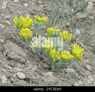 Blasenschoten (Physaria) Plantae Stockfoto