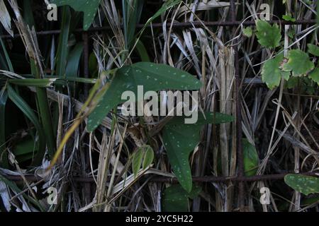 Doppelblume Passionsblume (Passiflora biflora) Plantae Stockfoto