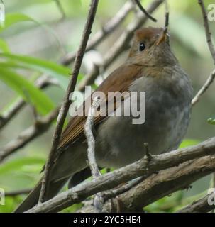 Rosafarbene Nachtigall-Soor (Catharus occidentalis) Aves Stockfoto