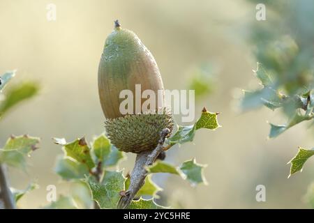 Reifende Eichel aus dem Mittelmeerstrauch Quercus coccifera, Alcoy, Spanien Stockfoto