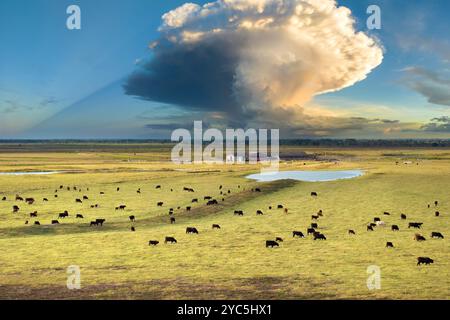 Rinderweidung auf Ackerland. Herstellung ökologischer Milchprodukte. Milchkühe, die auf Nutzrasen füttern. Stockfoto