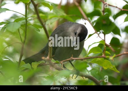 Ein grauer Katzenvogel auf einem Ast in den Sommerbüschen Floridas. Stockfoto